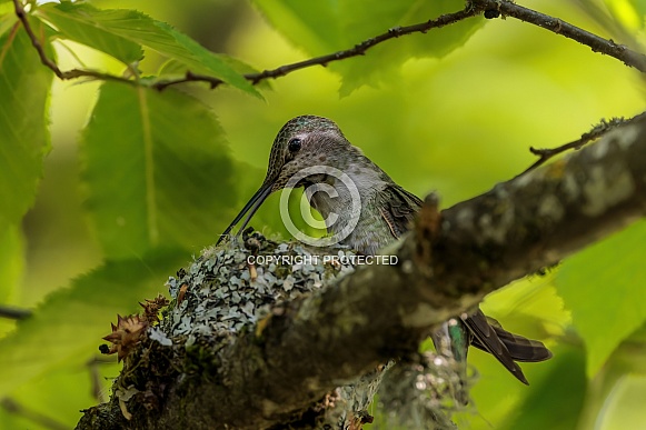 Anna Hummingbird