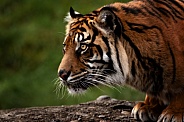 Sumatran Tiger