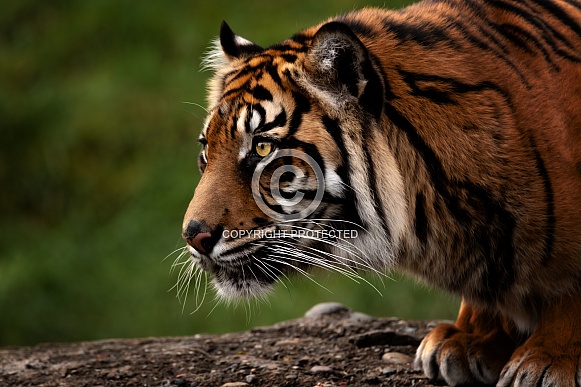 Sumatran Tiger