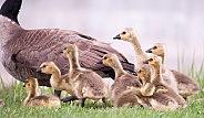 Canada goose with chicks