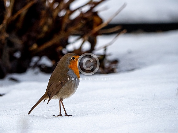European Robin