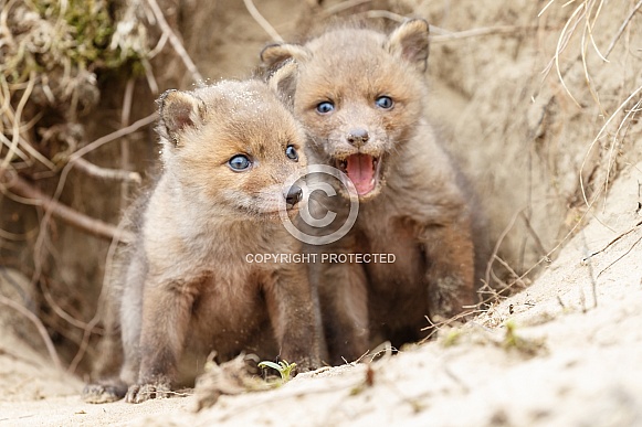 Red fox cubs Red fox cubs