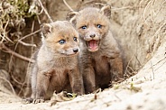 Red fox cubs