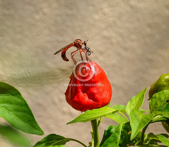Robber Fly with prey Robber Fly with prey