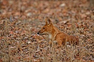 Dhoul pose in the nature habitat