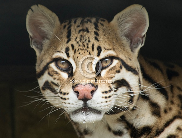 Ocelot