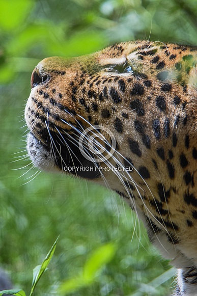 African Leopard