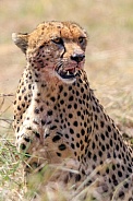 Cheetah