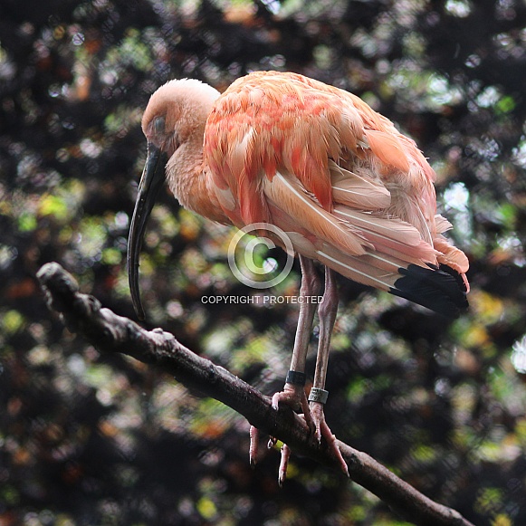 Scarlet Ibis