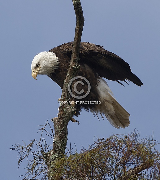 Bald Eagle