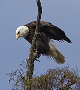 Bald Eagle