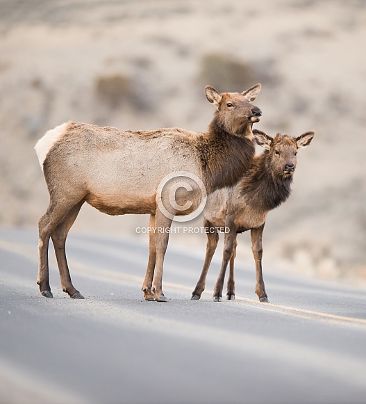 Wild Elk cow and calf Wild Elk cow and calf