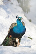Peacock in Snow