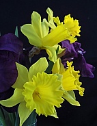 Daffodils and Iris 3
