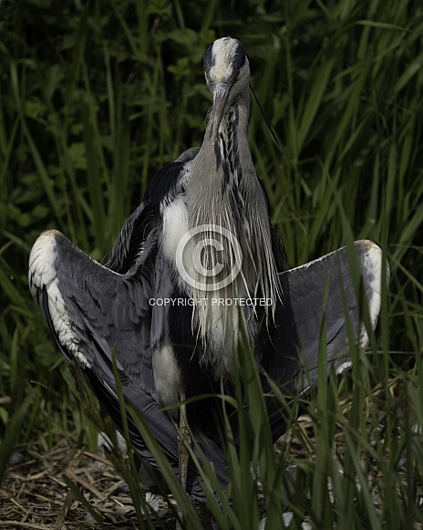 Grey Heron
