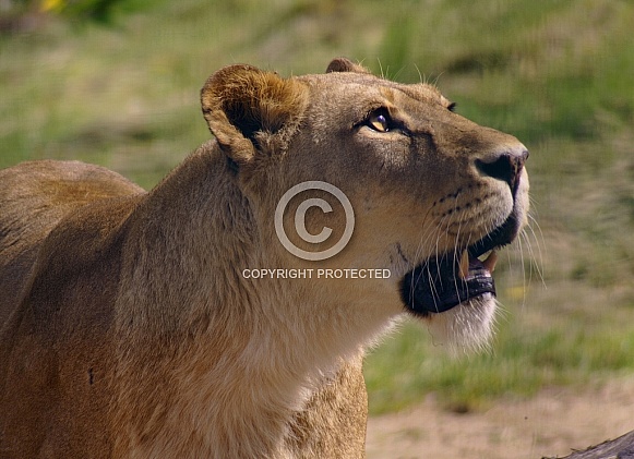 Lioness