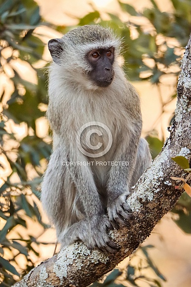 Vervet Monkey Vervet Monkey