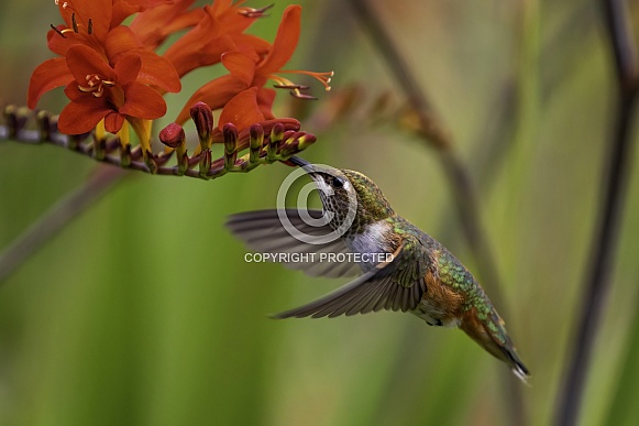 Hummingbird—Rufous Beak Deep