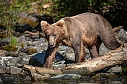 Brown bear at the edge of the river