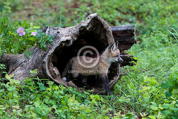 A Red Fox Kit Peeks out of a Burrell