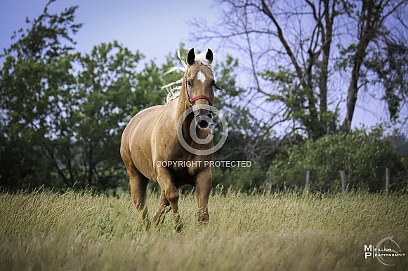 Quarter horse Quarter horse