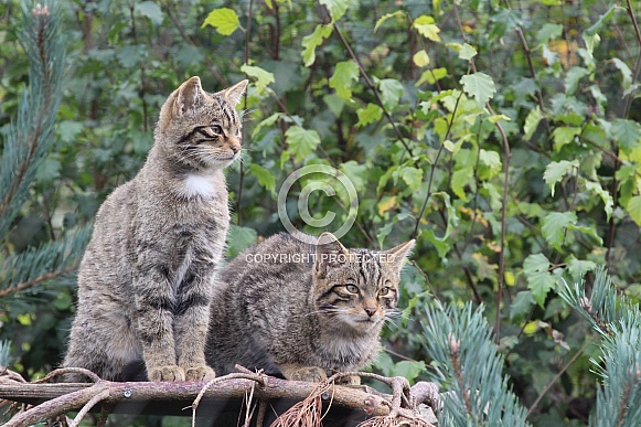 Scottish Wild Cat Siblings