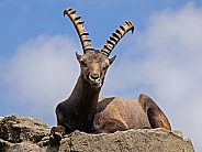 Alpine ibex (Capra Ibex)