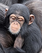 Chimpanzee (Pan troglodytes)