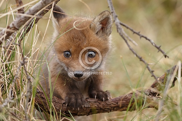 Red fox and cubs