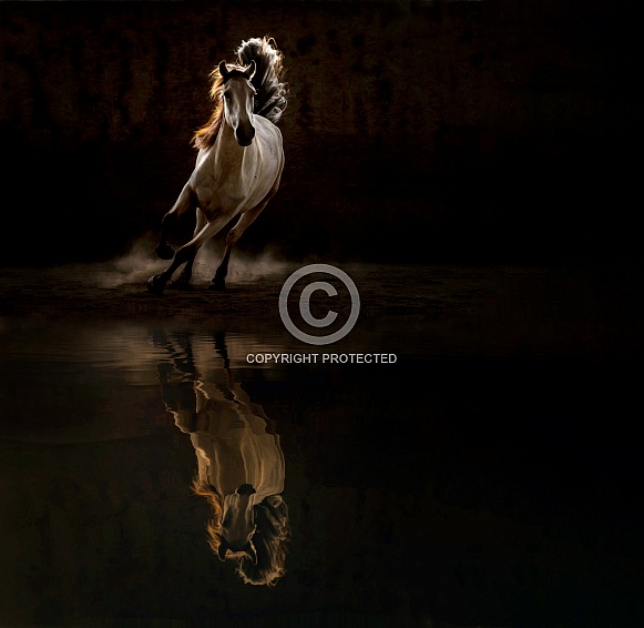 Lusitano Horse--Lusitano Reflections