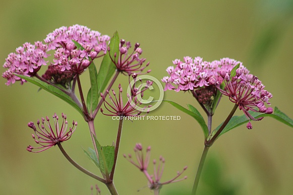 Wild Butterfly Plant Wild Butterfly Plant