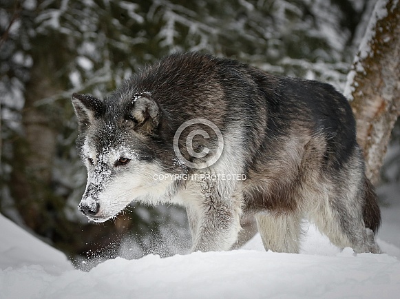 Wolf Wolf