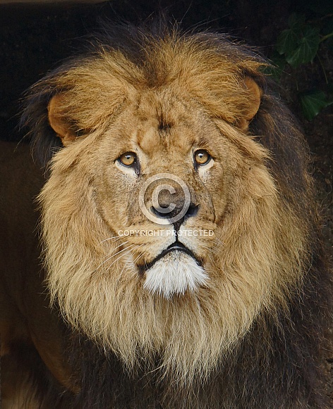 African lion