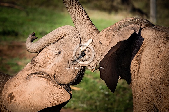 African Elephants