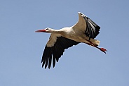 Stork (Ciconia ciconia)