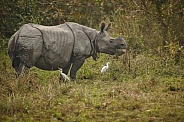 Indian rhino in the nature habitat