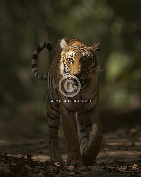 Bengal Tiger