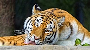 Tiger licking paw