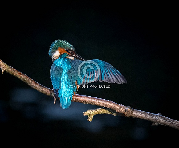 Common Kingfisher