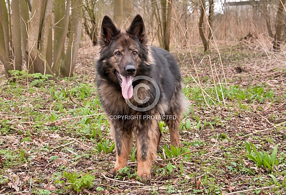 Old GermAn Shepherd