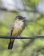 Say's Phoebe in Arizona During Springtime