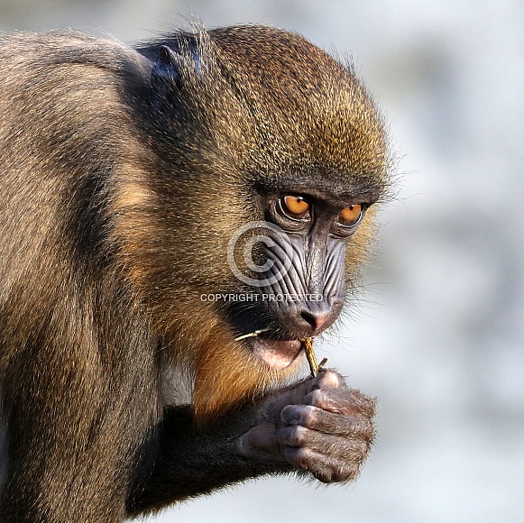 mandrill (Mandrillus sphinx) mandrill (Mandrillus sphinx)