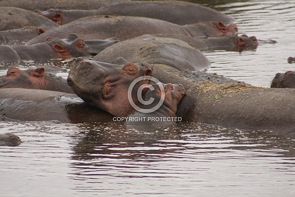 Hippo and baby