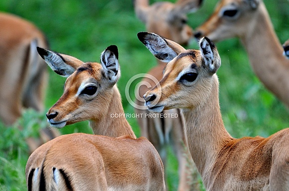 Baby Impala