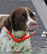 Brittany Spaniel
