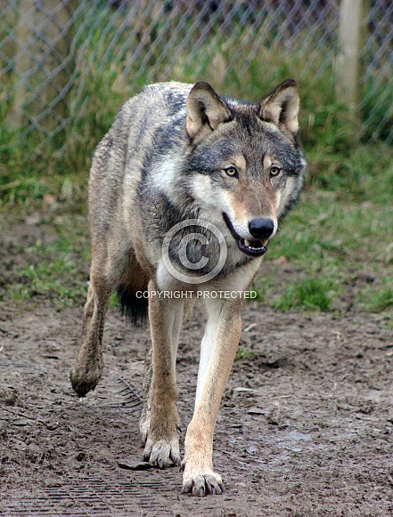 Eurasian Grey Wolf