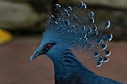 Victoria Crowned Pigeon Head Shot
