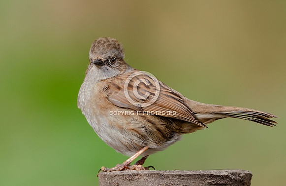 Dunnock Dunnock