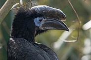 Black Casqued Hornbill Close Up