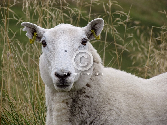 Sheep Sheep